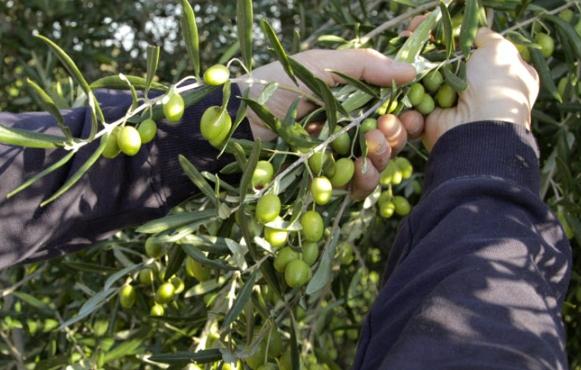Olio Extravergine d'Oliva Ravece
