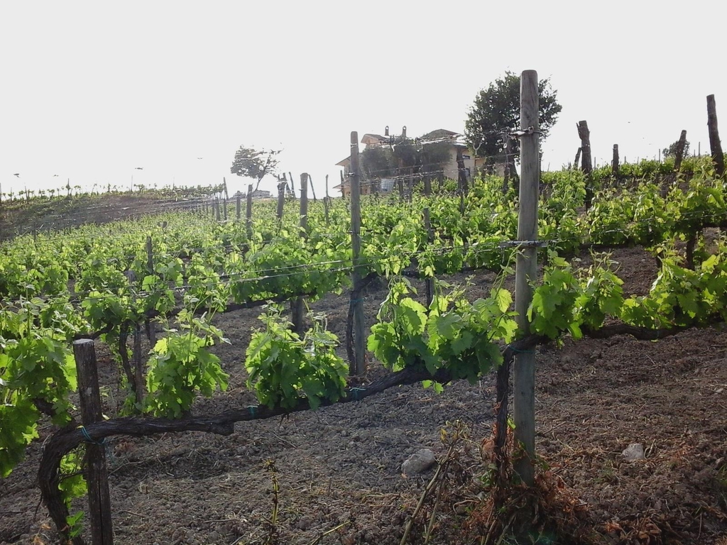 Vini e Olio di Pregio in Irpinia