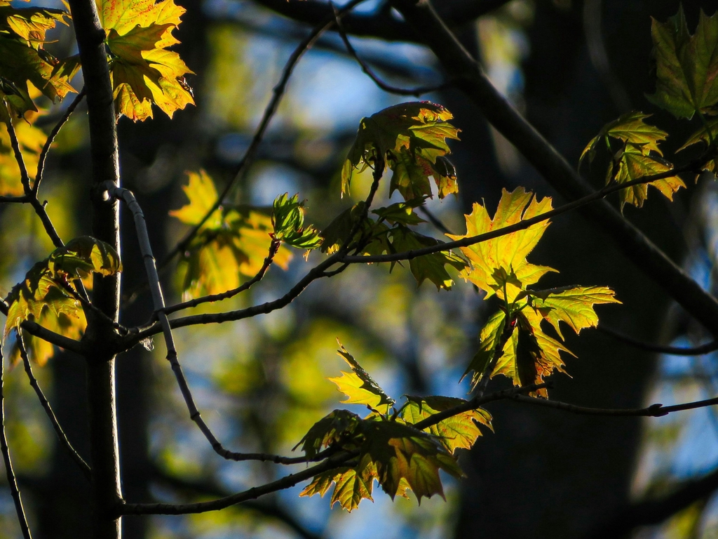 Leafy susurrations