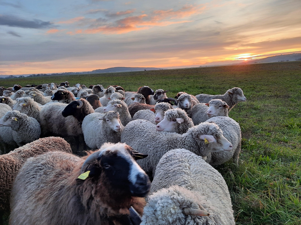 Découvrez les produits en laine de notre ferme
