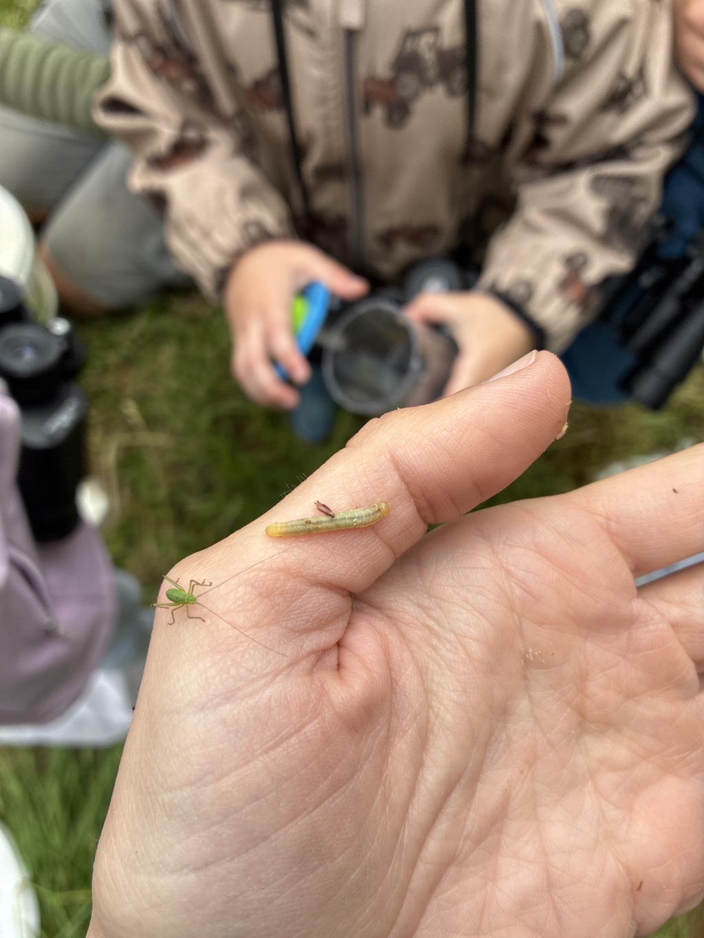 Insectensafari's