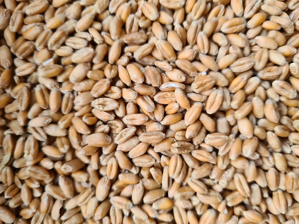 Getreide