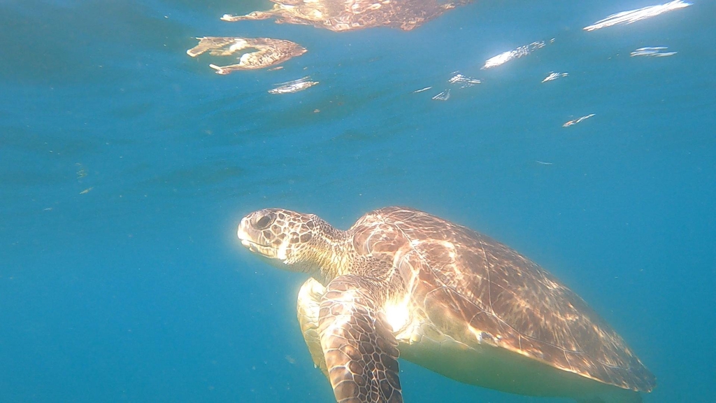 Location de propulseurs sous marin livré gratuitement sur la plage. Partez à la rencontre des tortues et explorer les fonds marins 