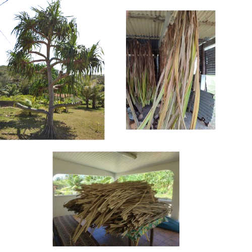 Culture et préparation 
On sélectionne les feuilles à récolter , en fonction de la saison, du temps.La récolte se fait par beau temps pour éviter la moisissure des feuilles.
Elles sont mises à sécher au soleil et régulièrement rentrées en cas de pluie.Les feuilles sont maintenues par une tresse que l’on fait avec chaque feuille, afin de finir le séchage.