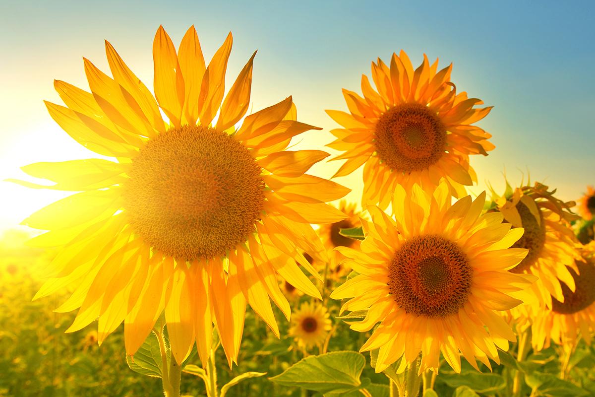 Tournesol