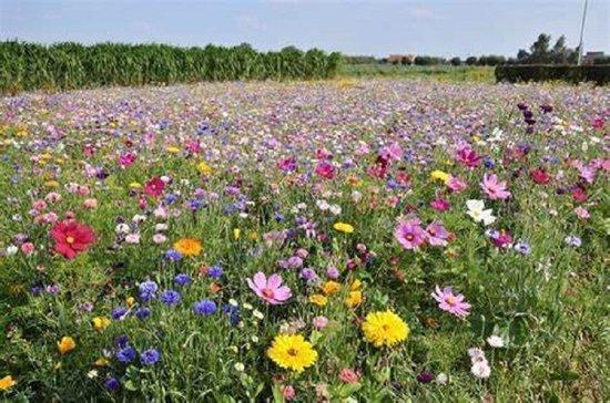 Toutes fleurs