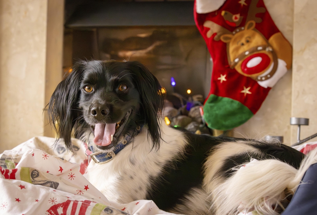 RSPCA South London Draw Ticket Sales