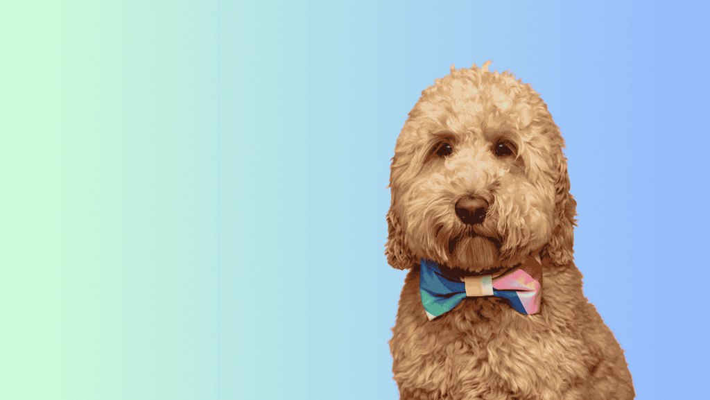 banner_image