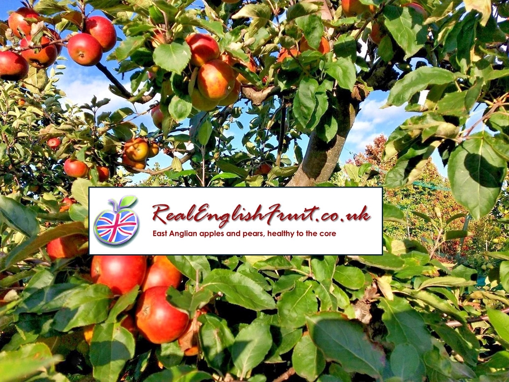 Suffolk Fruit & Trees. Providing consultancy and REal English Fruit, direct from Dan to you