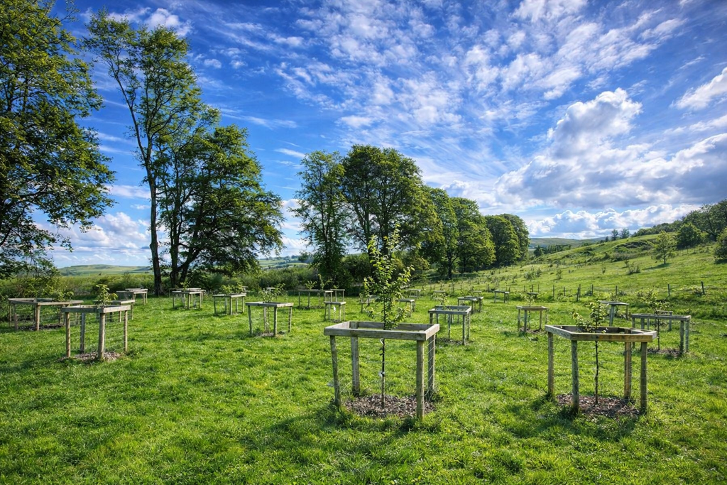 Young fruit trees growing in the Cottage Orchard, each protected by wooden guards, set in a green field with mature trees, rolling countryside, and a bright blue sky in the background.
Coed ffrwythau ifanc yn tyfu yn Berllan y Bwthyn (Cottage Orchard), pob un wedi’i ddiogelu gan fframiau pren, mewn cae gwyrdd gyda choed aeddfed, cefn gwlad donnog, a’r awyr las ddisglair yn y cefndir.
