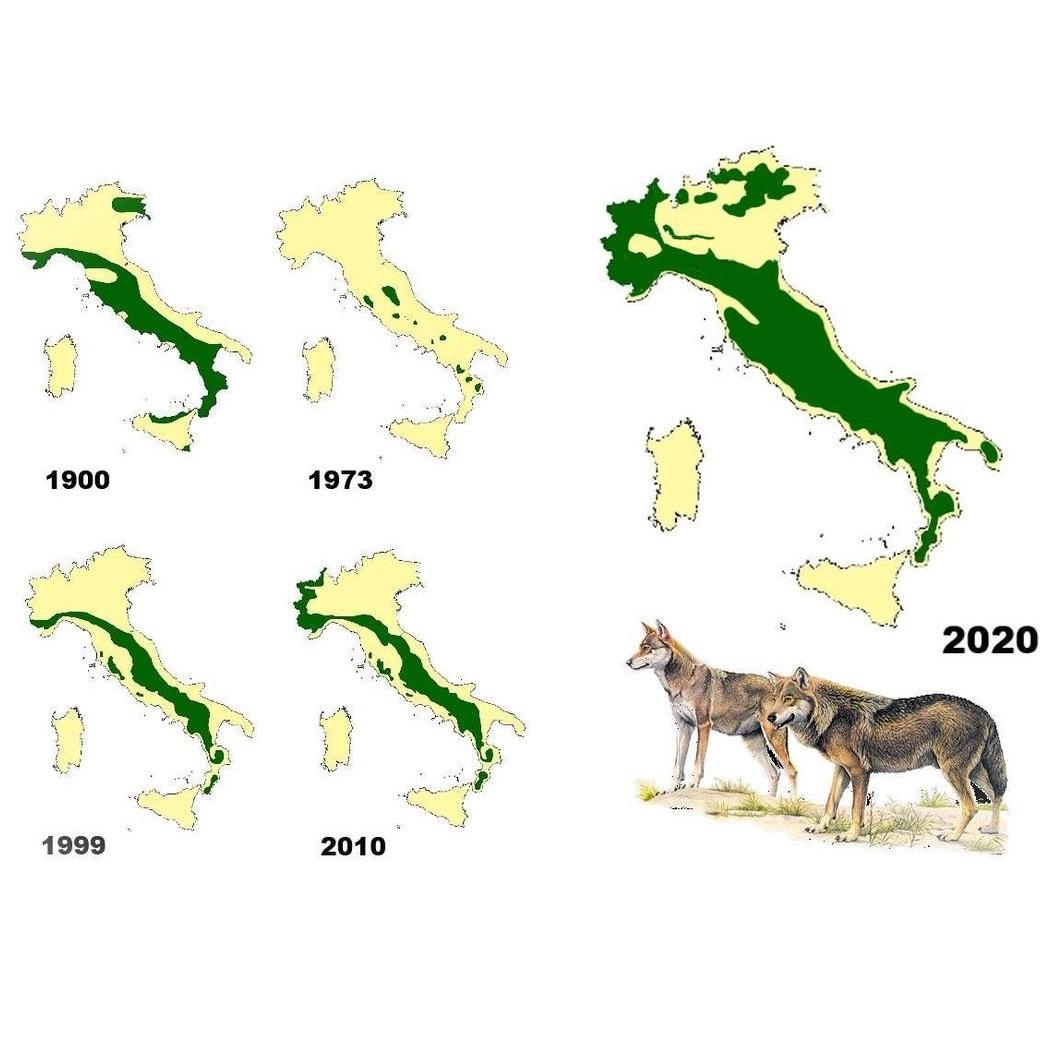 Dalla montagna, i lupi sono scesi in molti paesi e addirittura in città e sul mare, come documentato sia sulla riviera adriatica che su quella tirrenica.
Ma poi un po’ ovunque, anche nella pianura Padana, fra Piemonte, Lombardia, Emilia Romagna e Veneto.
Si aggirano nelle vicinanze delle case e spessissimo, lungo strade centrali, tranquillamente in mezzo alle abitazioni.
Dalle case predano animali da affezione, come cani e gatti…
Uno stillicidio quotidiano, di prede facili e abbondanti per loro.
Ma questo arreca danno, e soprattutto tanto dolore, ai malcapitati che incorrono nelle incursioni dei lupi presso le loro case.
Qualcuno chiede un abbattimento indiscriminato, ma questo non lo vogliono nemmeno quelli colpiti direttamente dalle predazioni.
Quello che si chiede alla politica è di risolvere il problema in modo selettivo ed incruento. La cattura e lo spostamento sono certamente una buona prospettiva per la maggior parte.
Ma anche la cattura ed il mantenimento, in spazi adeguati, sono un buon compromesso fra la tutela dei cittadini e dei loro animali e la riduzione incruenta dei lupi, nei luoghi non adatti a loro.
Partecipiamo insieme all’invio di un messaggio alla politica.