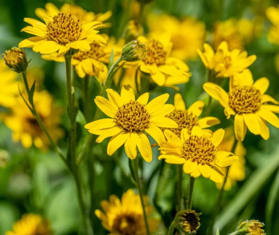 Tisane Biologiche di Montagna Coltivate al Riparo dall'inquinamento  agricoltura biologica 