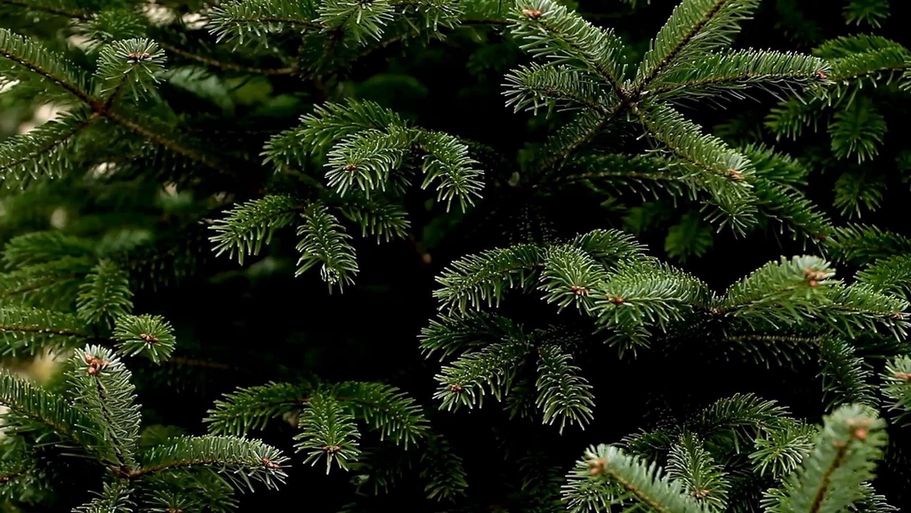 Clarkston Christmas Trees