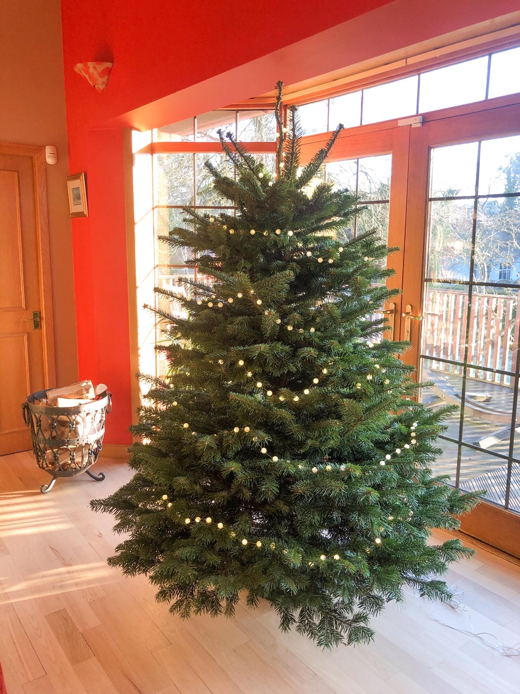 7ft Nordmann Fir