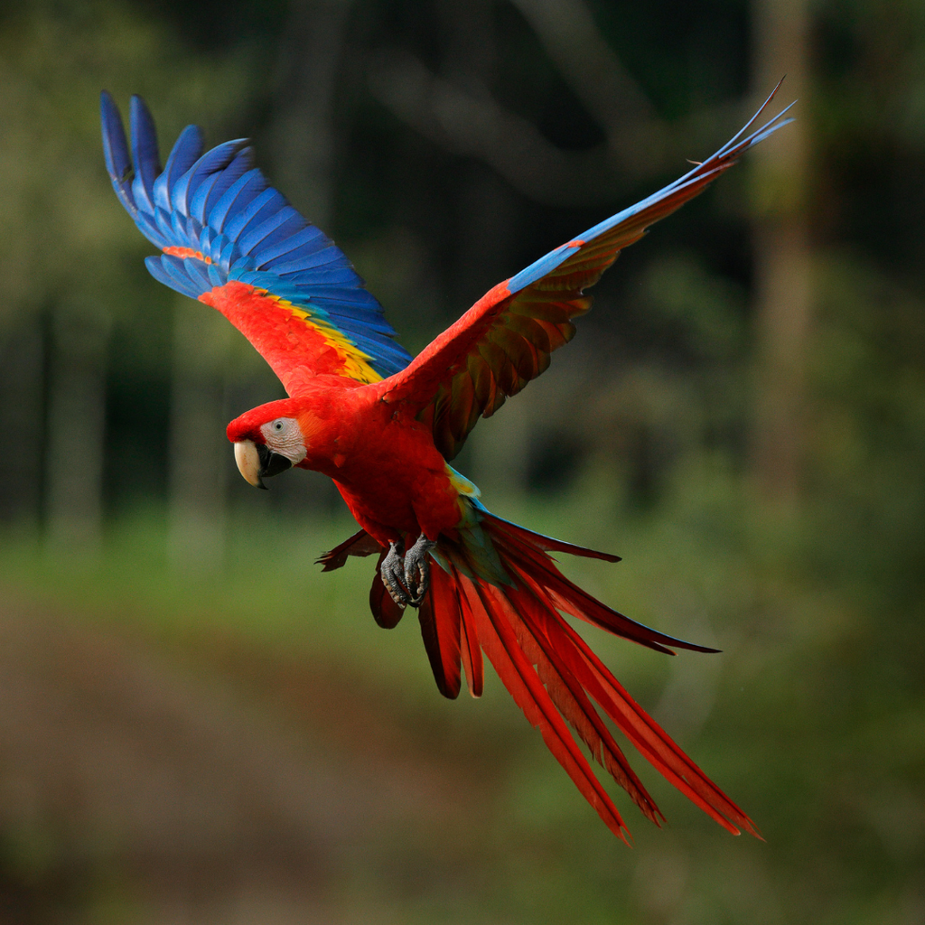 formation spirituelle en ligne sérieuse avec les bases sacrées du Chamanisme. plans subtils
guidance spirituelle avec Perle Esprit Chamanique Parcours 3 mois en ligne Visio, Audio et cours. 
