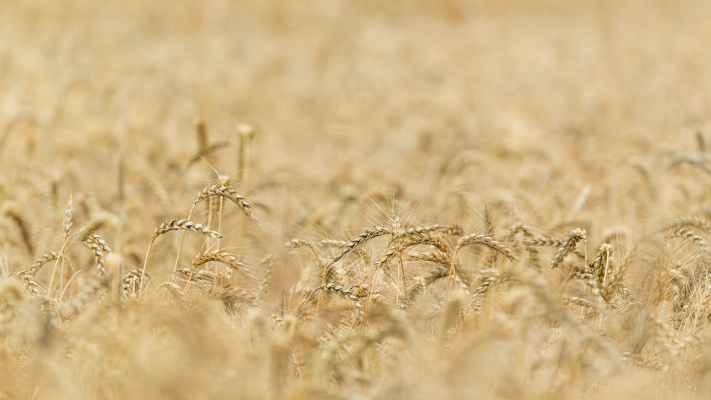 banner_image