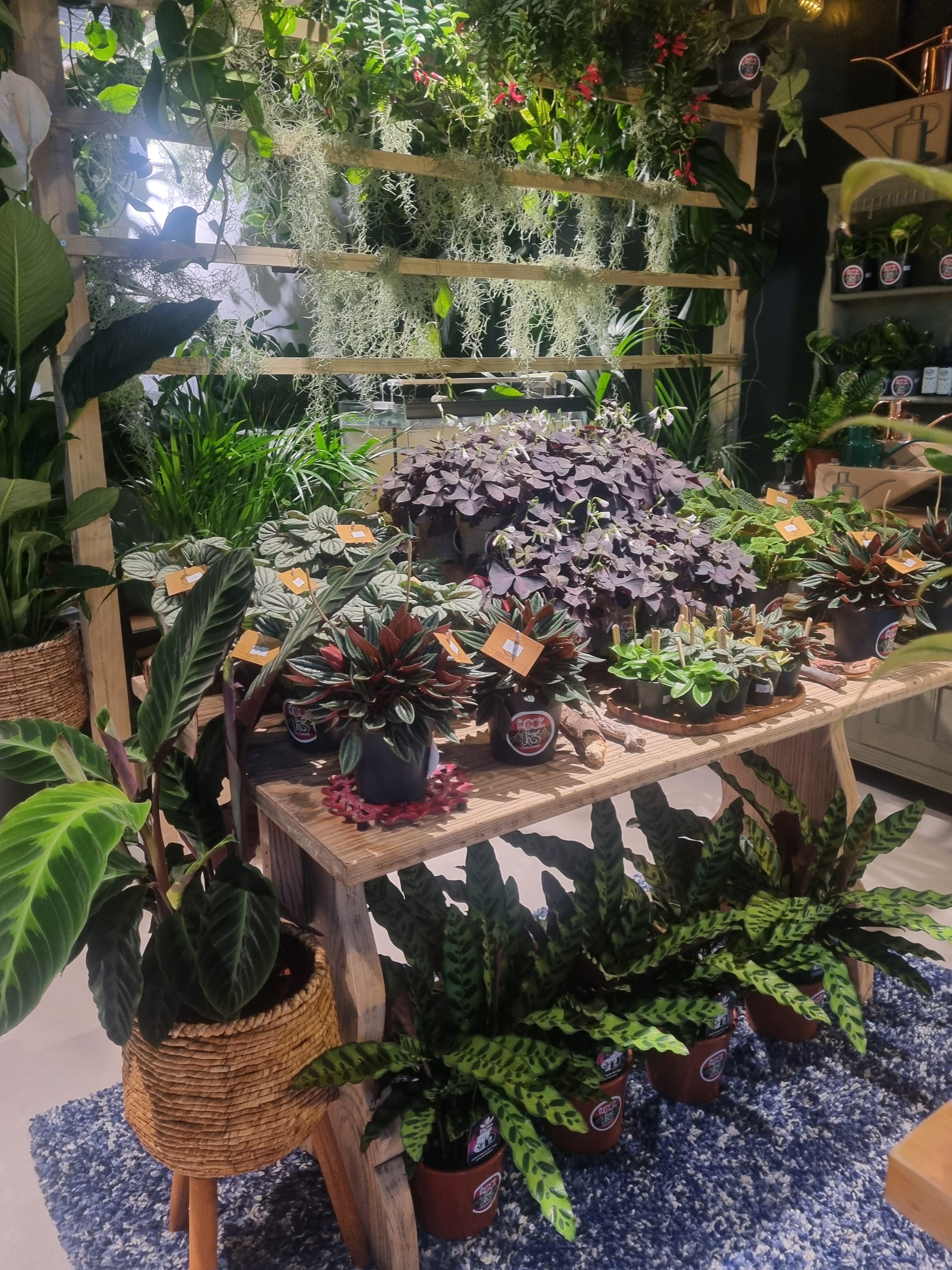 Plants