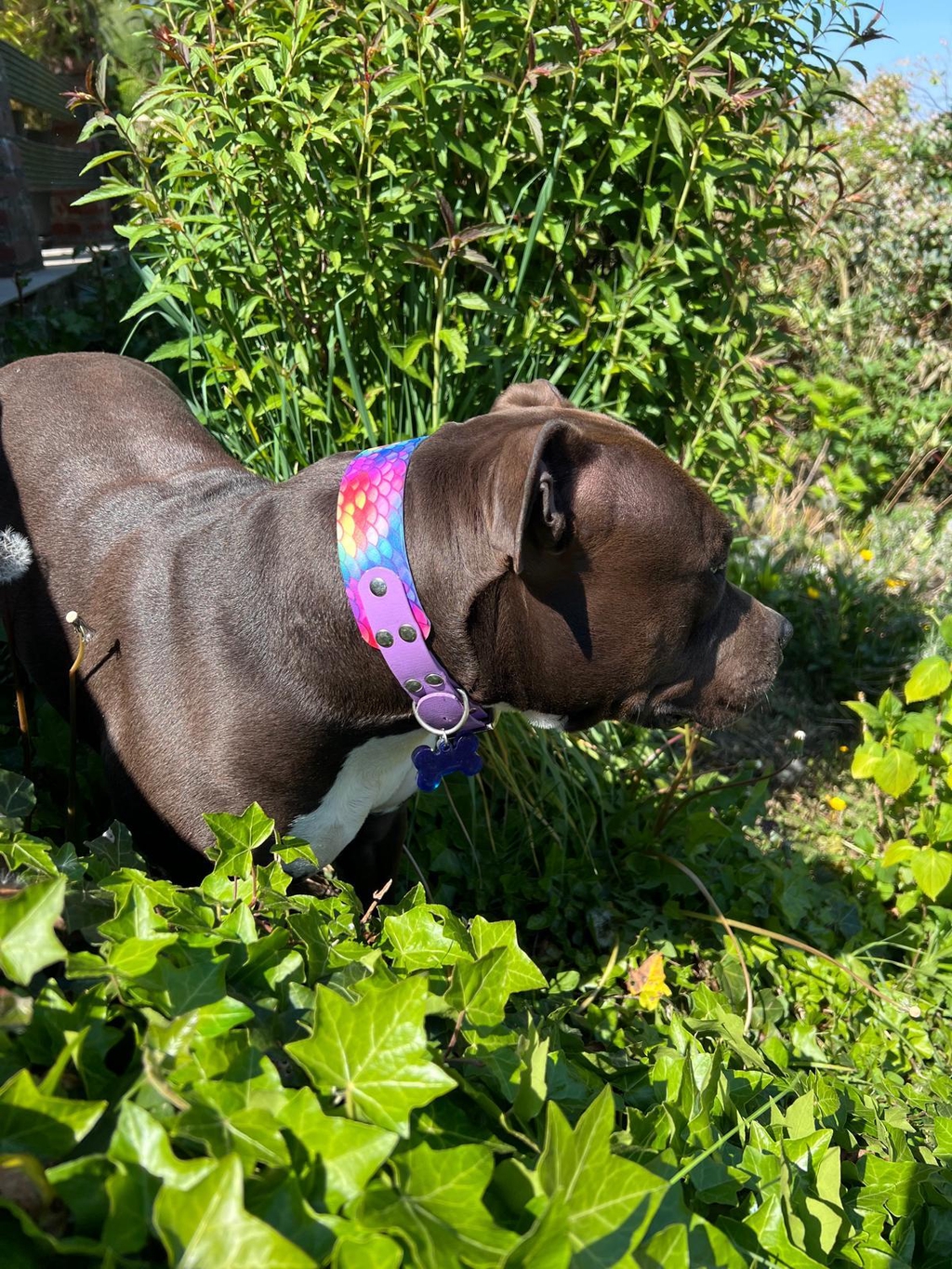Accessoires pour chien en biothane 