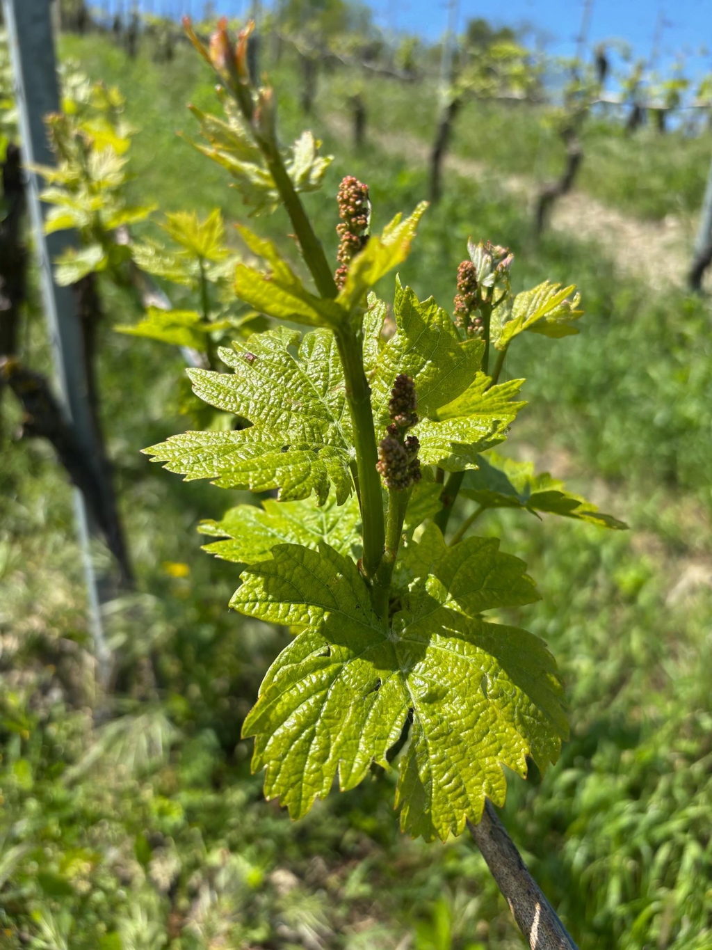 la fioritura del pinot futuro grappolo e poi vino sorprendente