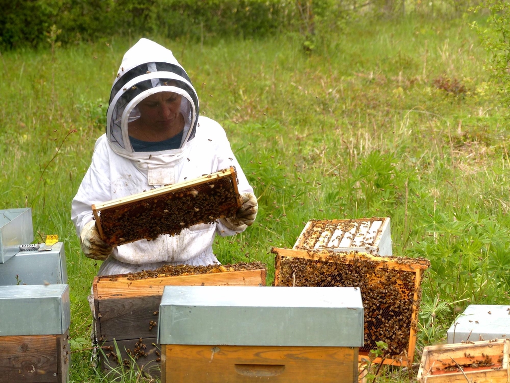 Joanne Milanese est apicultrice récoltante à Clelles en Trièves (38930) elle produit de la Gelée Royale fraiche Française Biologique, du Pollen Biologique et de la teinture mère de Propolis Biologique, du miel de Montagne Biologique