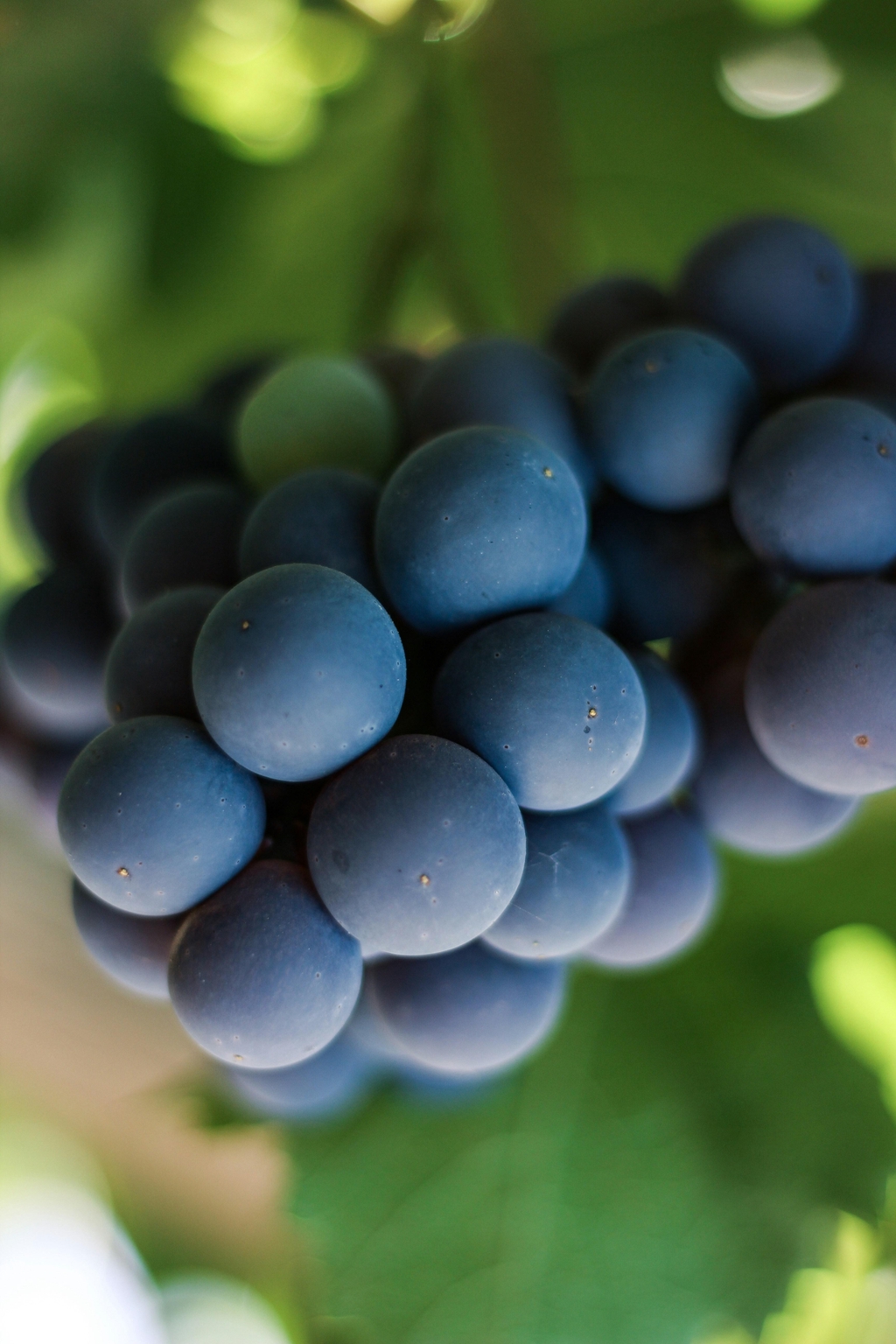 Wein