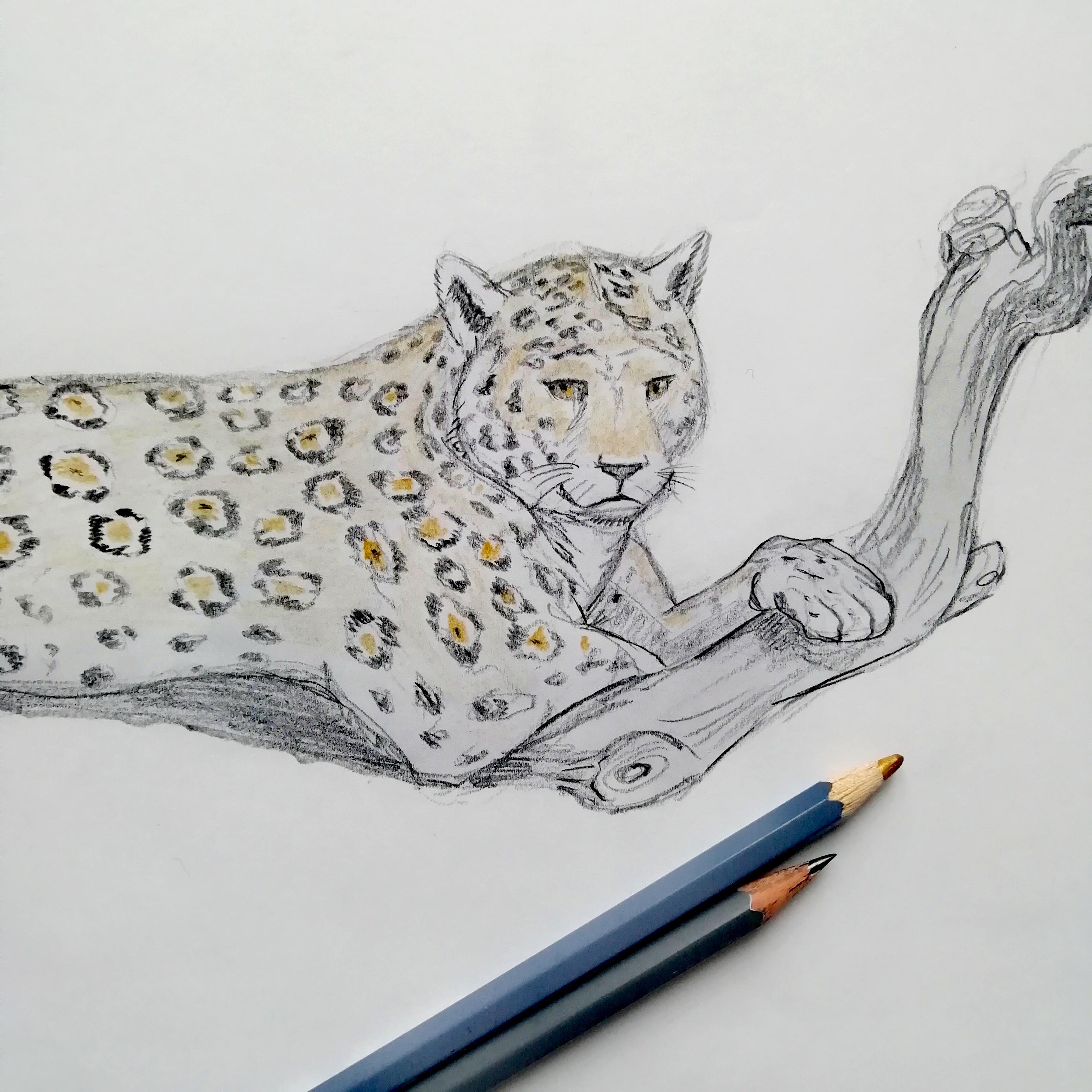Crayonné du tableau Léopard, esquisse réalisée au crayon de papier.