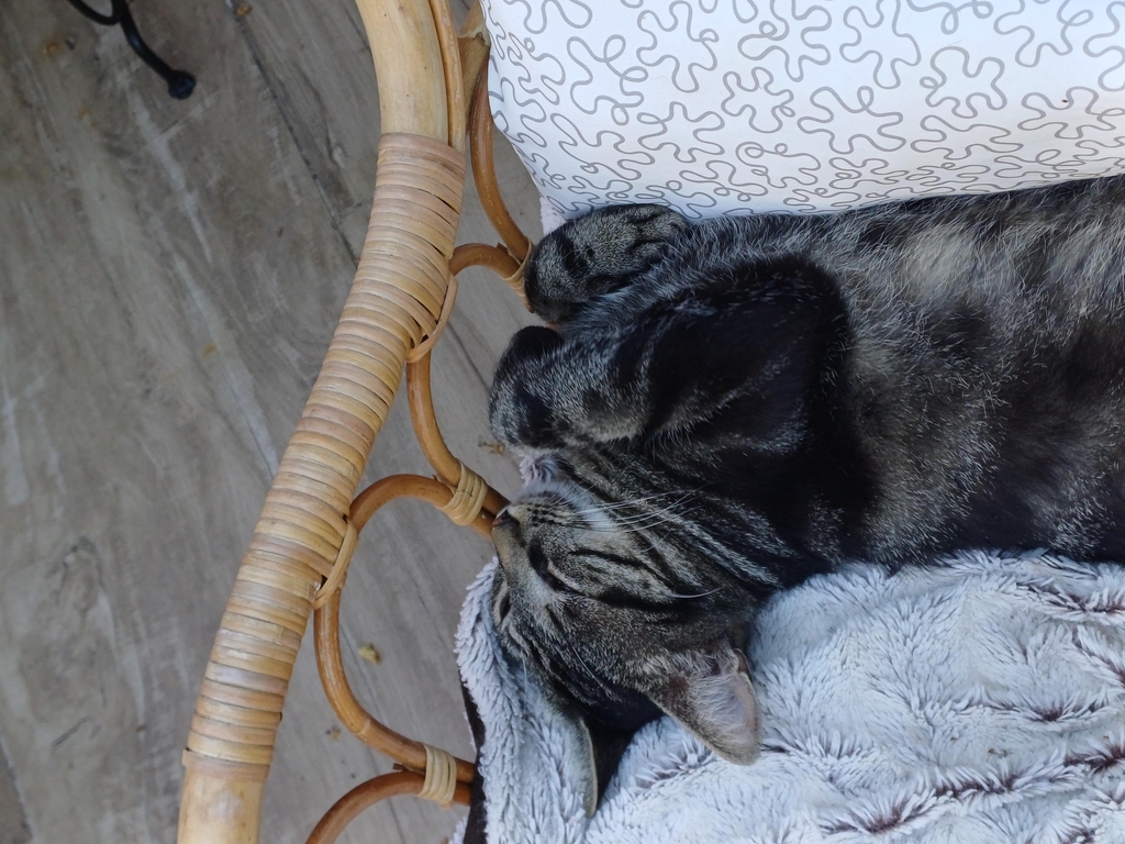 La mascotte de l'atelier "Kevin"