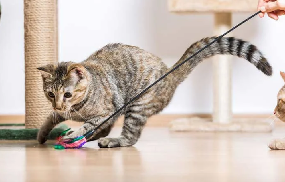 Jouets chat