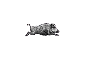 SANGLIER