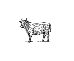BOEUF