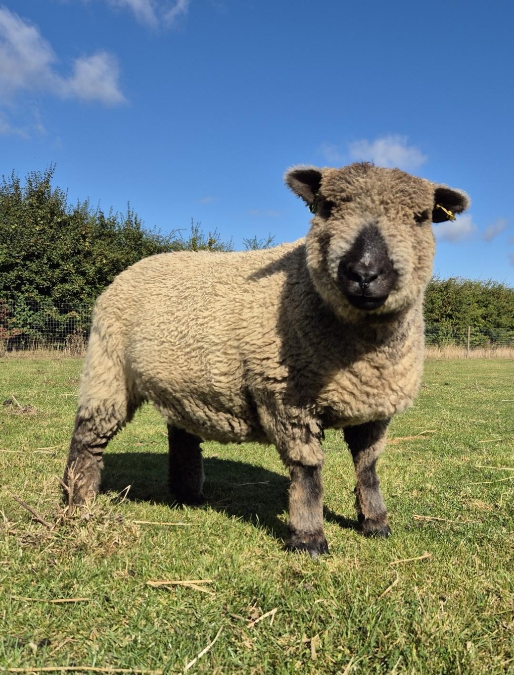 product_list_image_cover