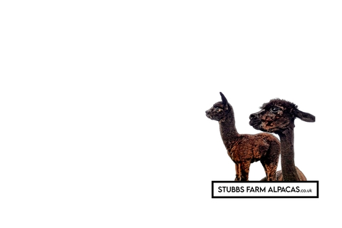 Stubbs Farm Alpacas 