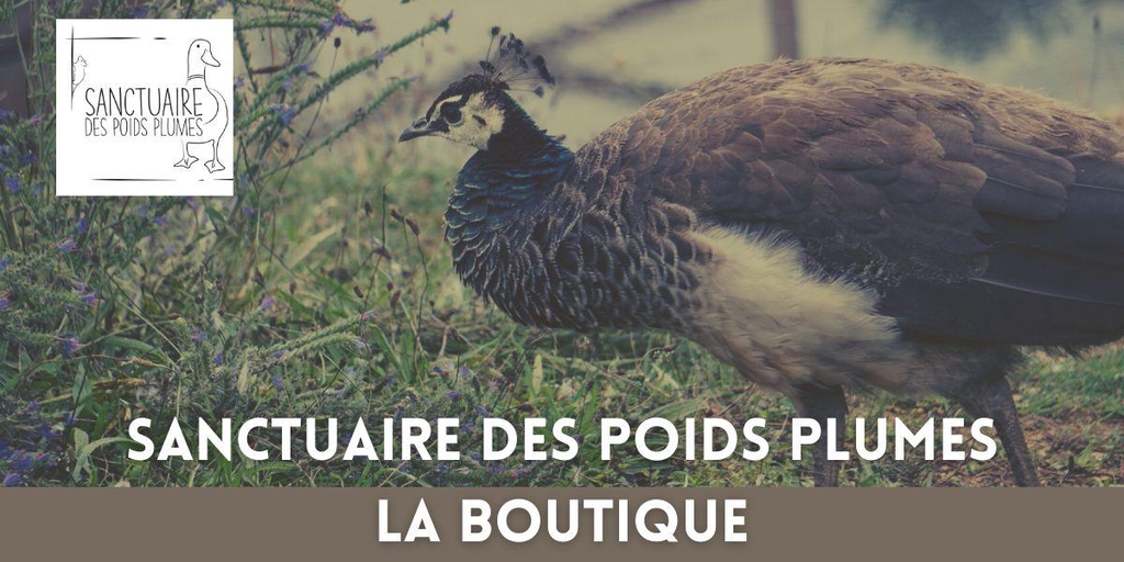 SANCTUAIRE DES POIDS PLUMES BOUTIQUE SOLIDAIRE