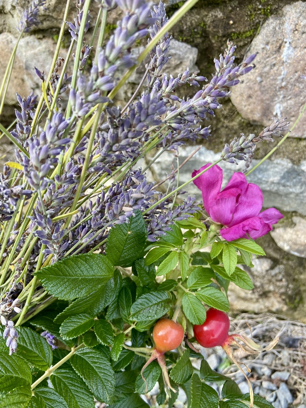 Wild rosehips, lavender, and Irish herbs.