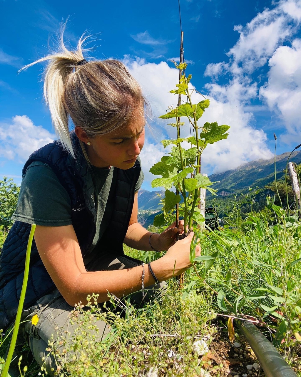 VINI ARTIGIANALI DI MONTAGNA