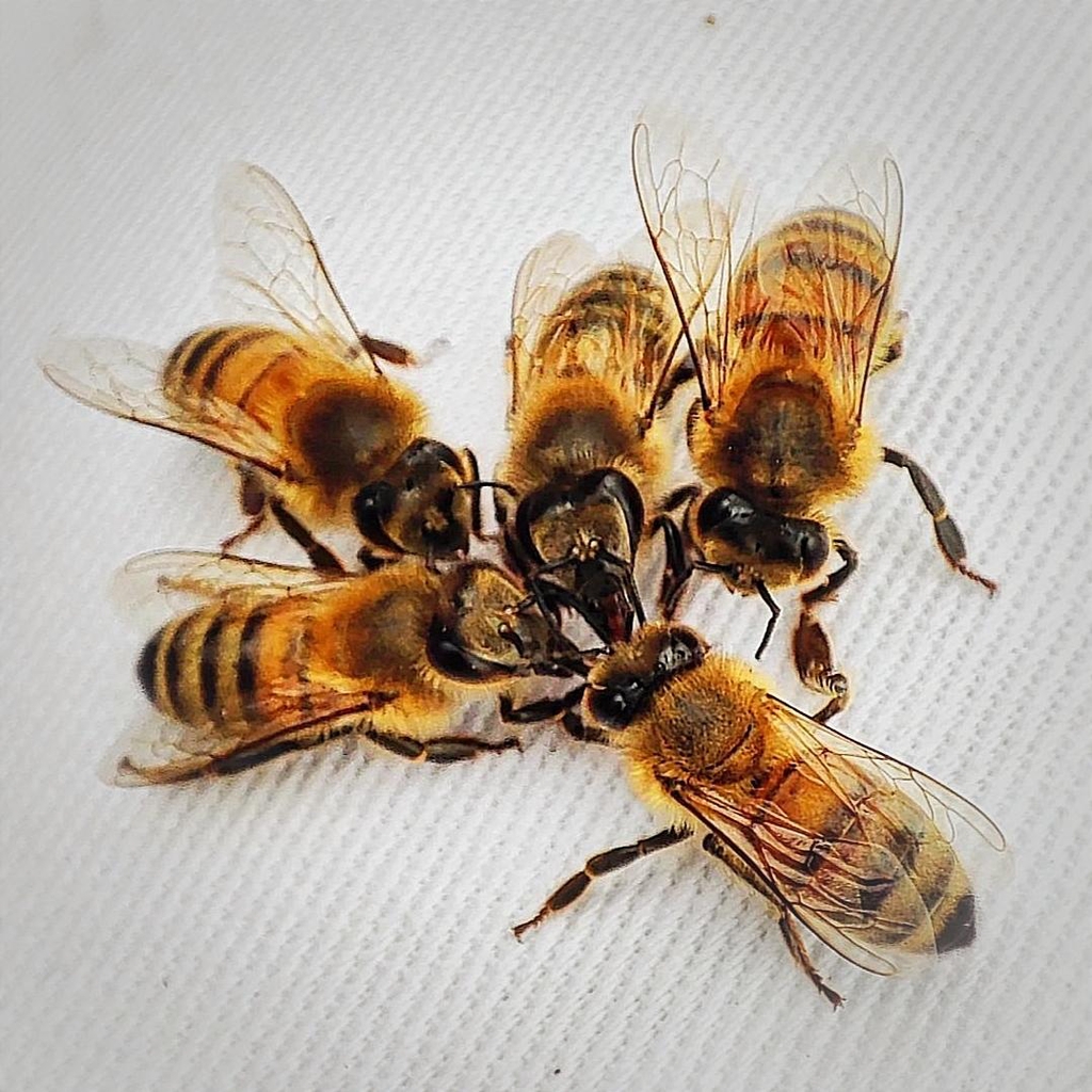 Donner pour les abeilles ! 