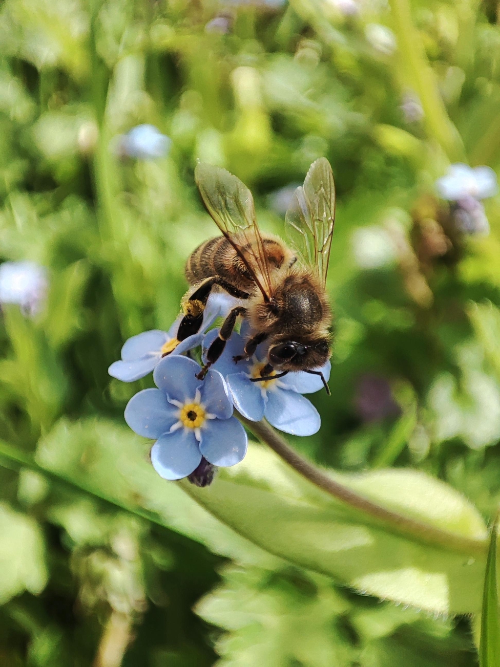 Association pour la protection de la biodiversité 