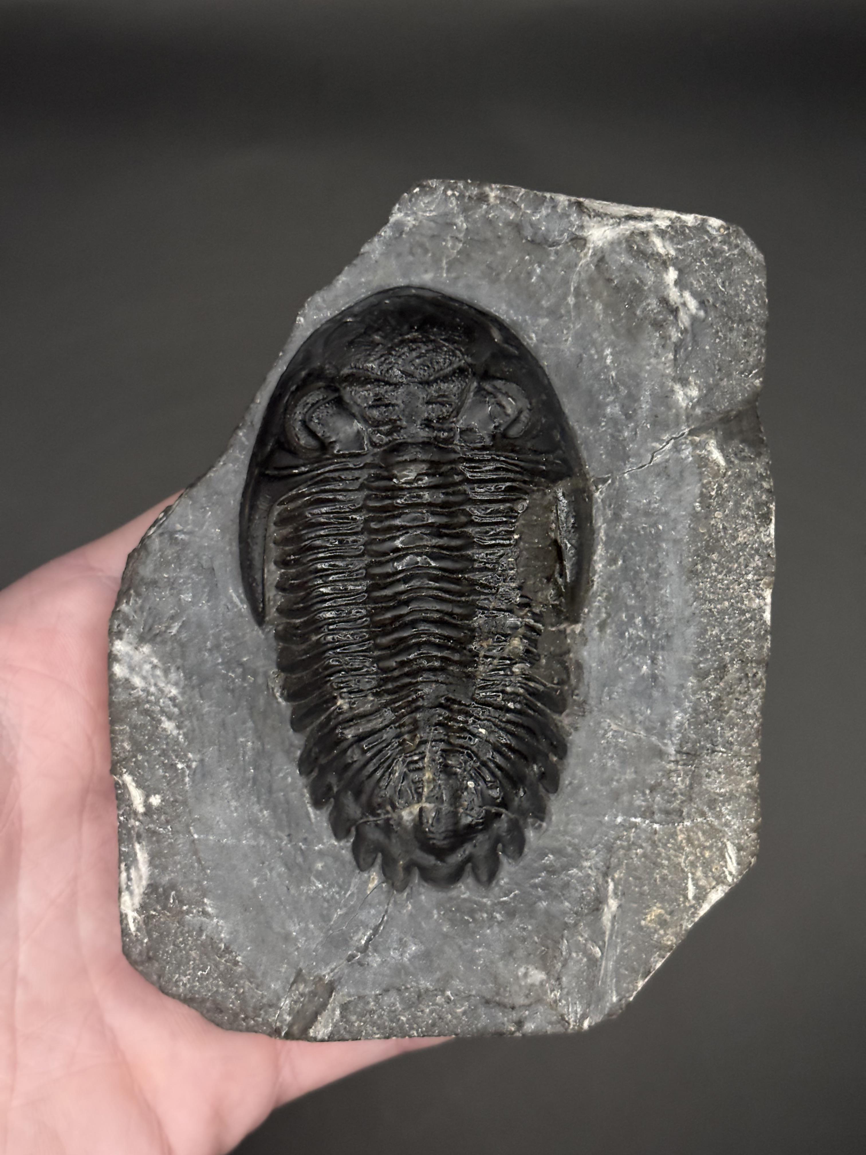 Trilobites & Arthropods