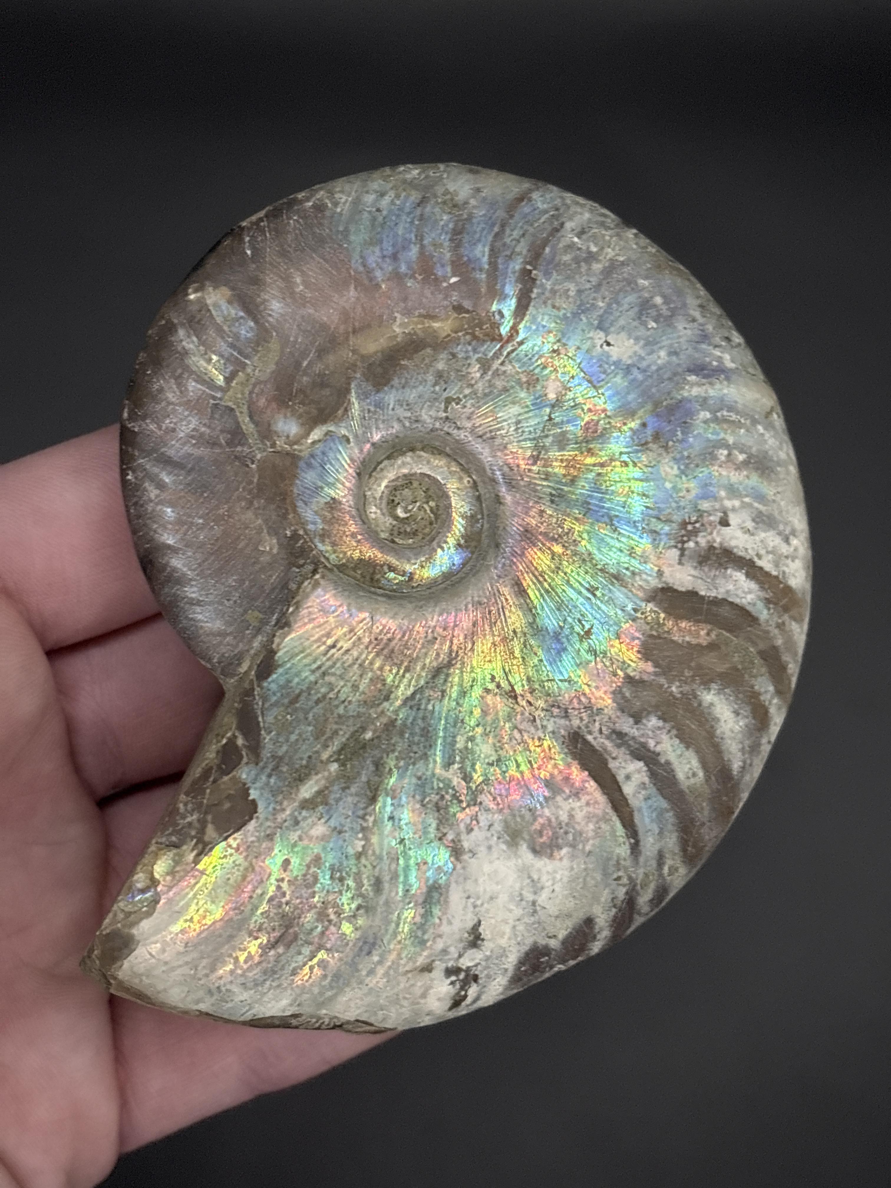 Ammonites & Cephalopods