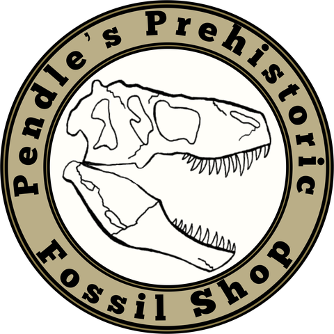 Pendle’s Prehistoric Fossil Shop