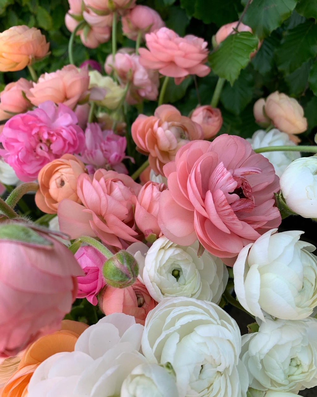 Seasonal Cut  Flowers grown in our 
Oxfordshire  Arts & Crafts Gardens