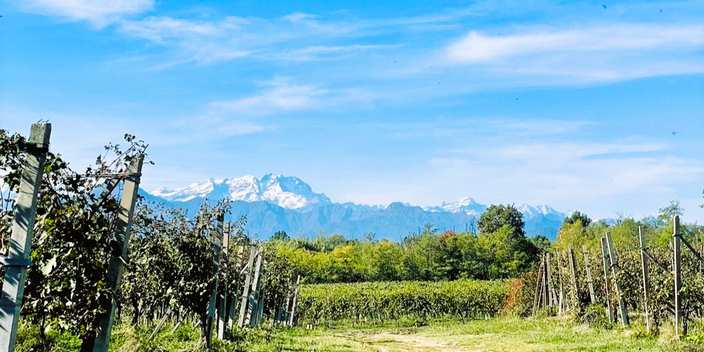 Ai piedi delle Alpi produco poche migliaia di bottiglie artigianali, cercando di trasmettere purezza, onestà e anima.

Azienda Agricola Federica Bovassi, Cascina Don Sala | Vini Vivi - B&B - Degustazioni - Sauna Botte - Piscina Salina Riscaldata