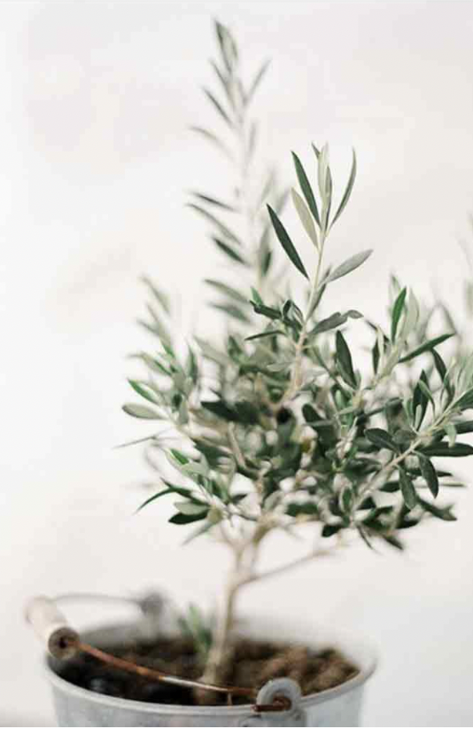 Huile d'olive biologique de Provence