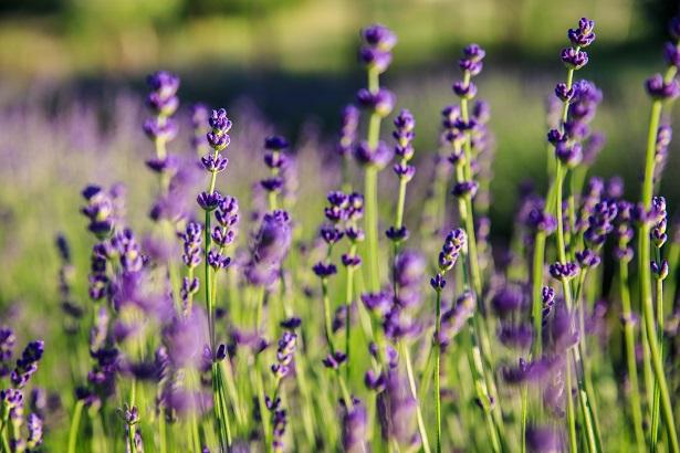 Gyógynövényes szörpök, levendulás kézműves termékek szeretettel készítve!