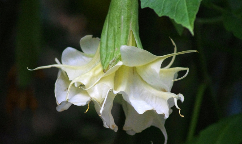 Eņģeļtaures 
(brugmansia)