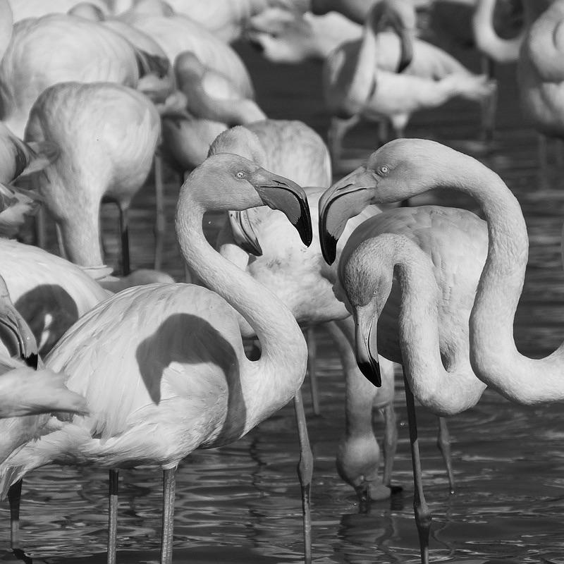 Photo en noir et blanc de flamants roses dans un étang camarguais, symbolisant la richesse naturelle de la Provence. Cette image illustre l'inspiration que Vestimentari puise dans les paysages authentiques et intemporels de la région. Tout comme ces scènes emblématiques, les vêtements Vestimentari – t-shirts, pulls et casquettes – sont conçus pour refléter un équilibre parfait entre simplicité, élégance et fonctionnalité. Chaque création, fabriquée avec soin, s'inscrit dans l'esprit provençal moderne, mêlant style minimaliste et influences locales pour des pièces uniques et faciles à porter au quotidien.