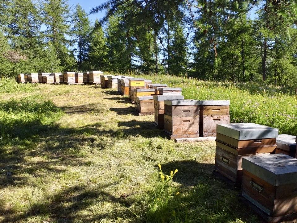 Le choix de l'excellence pour mes abeilles
