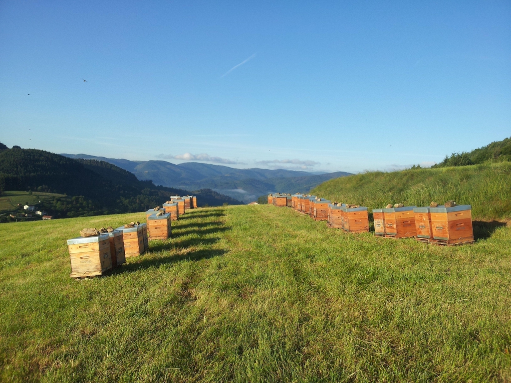 L'excellence des miels de Provence labellisés IGP
Marc Deschamps Apiculteur