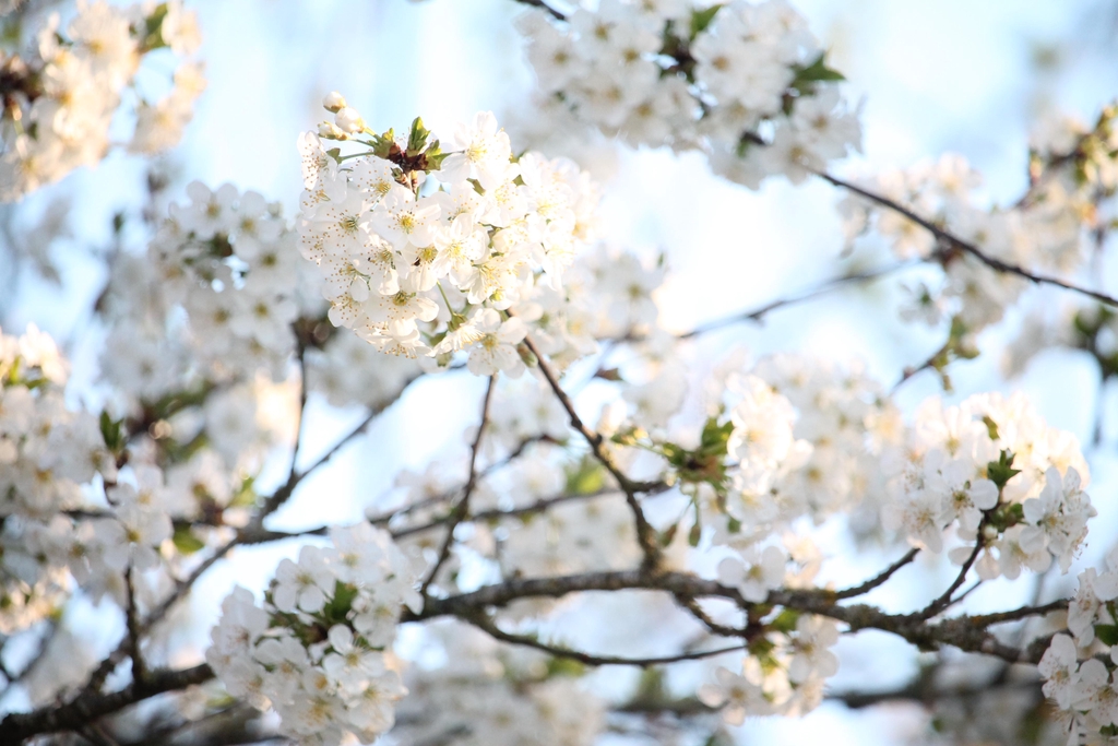 banner_image