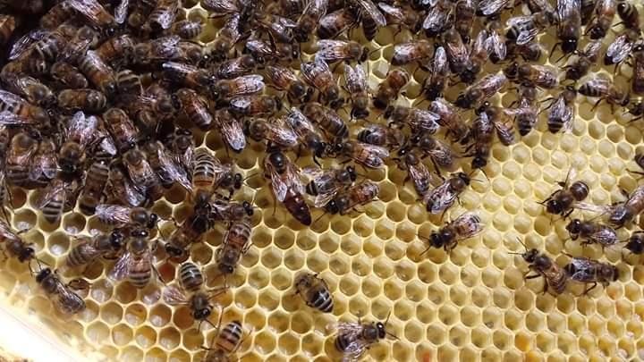 La petite miellerie
Besse sur Issole